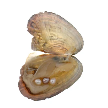 10stk shwater Shell Ønsker Perle Østers Vakuum-pakket med 3 farve Pearl Inde Perler Mystiske Overraskelse
