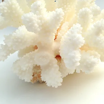 12-14cm Naturlige Koral Hav Hvid Coral Tree Hvid Koral Akvarium Landskabspleje boligindretningsprodukter Ornamenter Hjem Dekoration