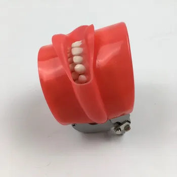 1pc Dental phantom hoved model med 28 Stykker Skrue Fast Tænder for Dental uddannelse Mundtlig Simulation System Praksis