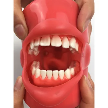 1pc Dental phantom hoved model med 28 Stykker Skrue Fast Tænder for Dental uddannelse Mundtlig Simulation System Praksis