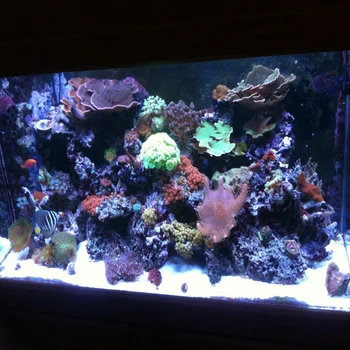 1stk 100W Akvarium Lys til Coral ,diy-100w Multichips Led Akvarium Led Chip ,bedst for marine,Fish Tank,til Coral Reef Voksende