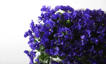 2 Stk Hænge Violette Blomster, Kunstige Blomster, Grønne Leavies Garland Falske Plante Vedbend Faux Frugt Vine Blad Bryllup Dekoration