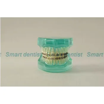 2016 Blå Dental Ortodonti Typodont Tænder Model Halvdelen Metal Halvdelen Keramiske Tandbøjle Typodont med Arch Wire