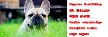 2018 Fransk Bulldog Halskæde Hund Dyr Vedhæng Guld, Sølv Forgyldt Smykker Til Kvinder Mandlige Kvindelige Piger, Damer, Børn Drenge N021