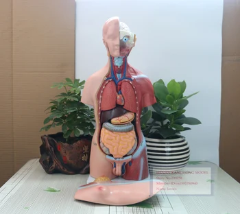 45CM Unisex Torso 23 Dele,Den Menneskelige Krop, Anatomi Undervisning Model