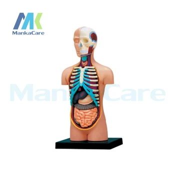 4D Master Menneskelige krop er samlet medicinsk menneskelige anatomi gennemsigtig krop anatomiske model