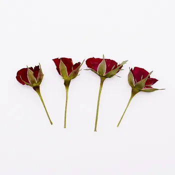 50pieces steg blomst opløbet med filial Naturlige Tørrede Blomster Presset Herbarium Blomst Dekorative Håndværk filler smykker resultater