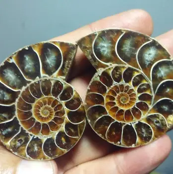 72g Split Tobija Fossile Prøve Shell Healing Madagaskar