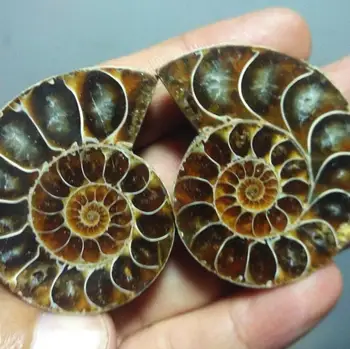 72g Split Tobija Fossile Prøve Shell Healing Madagaskar
