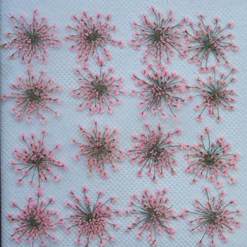Bulk Pakning Pink Blonder Blomst 1000pcs Tørre Blomst Tryk på Blomster Til Stearinlys Diameter på 2-2.5 CM