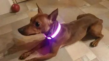 C02-Billige LED Nylon Hund Krave USB-Genopladelige Batteri Nat Sikkerhed Glød Blottere Hvalp Hund Kat Krave Led Lysende Halsbånd