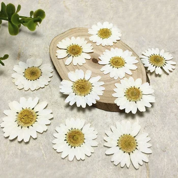 Flores tørret presset Hvide Krysantemum Bryllup Dekoration engros blomst gratis forsendelse pack 1 / 30 Stk