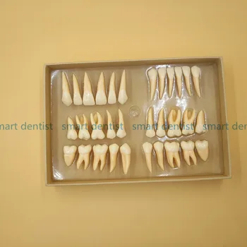 God Kvalitet 2,5 gange 32 stk. voksen blivende tænder model Dental gave Kommunikation Tand Modeller Odontologia