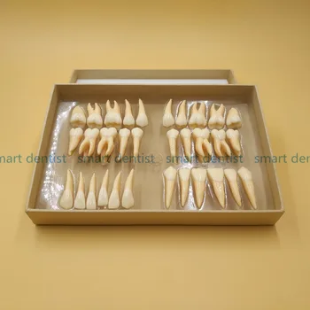 God Kvalitet 2,5 gange 32 stk. voksen blivende tænder model Dental gave Kommunikation Tand Modeller Odontologia