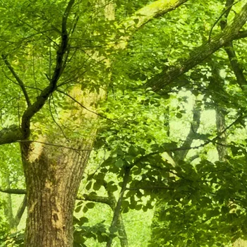 Grønne skovtræer Foto Vægmaleri For Soveværelse, Opholdsstue, TV, Sofa Baggrund Væggen Ikke-vævet Strå Tekstur Tilpasse 3D Tapet