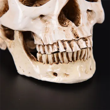 Human Head Harpiks Replica Medicinske Model I Naturlig Størrelse 1:1 Halloween Hjem Dekoration Af Høj Kvalitet Dekorative Håndværk Skull