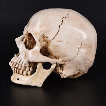 Human Head Harpiks Replica Medicinske Model I Naturlig Størrelse 1:1 Halloween Hjem Dekoration Af Høj Kvalitet Dekorative Håndværk Skull