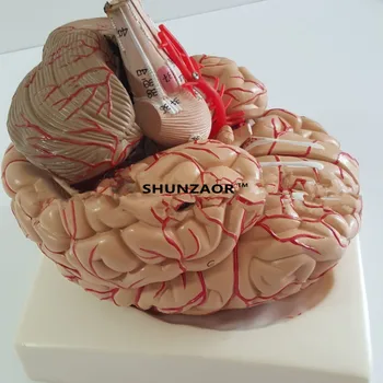 PVC store hjernens anatomi modeller hjerne modeller arterier, Medicinsk Anatomisk Hjernen Model, med Arterier, 9 Dele,med nummber