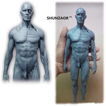 SHUNZAOR 30cm menneskelige skelet anatomiske model Anatomi Skull Hoved Muskel, Knogle Medicinsk Kunstner