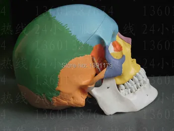SHUNZAOR liv størrelsen Menneskelige anatomi kraniet, hjernen skelet anatomiske tandlæge tandlæge lab anatomia model hud i traumer til taske gade