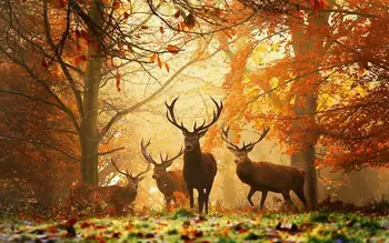 Vilde dyr, Hjorte efteråret sæson skov natur landskab Stue hjem væg kunst, indretning træramme stof plakat print EX415